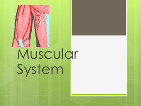 Muscular System.