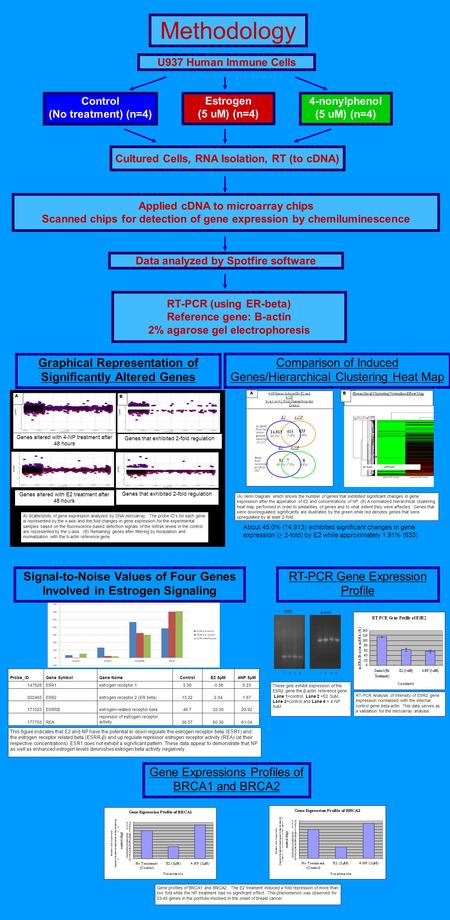 Methodology U937 Human Immune Cells Control (No treatment) (n=4) Estrogen (5 uM) (n=4) 4-nonylphenol (5 uM) (n=4) Cultured Cells, RNA Isolation, RT (to.