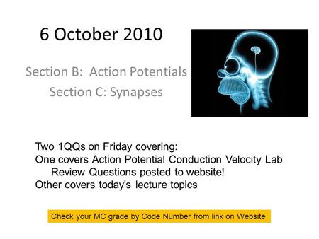 6 October 2010 Section B: Action Potentials Section C: Synapses Two 1QQs on Friday covering: One covers Action Potential Conduction Velocity Lab Review.