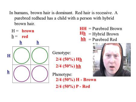 In humans, brown hair is dominant. Red hair is recessive. A purebred redhead has a child with a person with hybrid brown hair. = Purebred Brown = Hybrid.