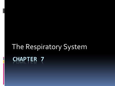 The Respiratory System