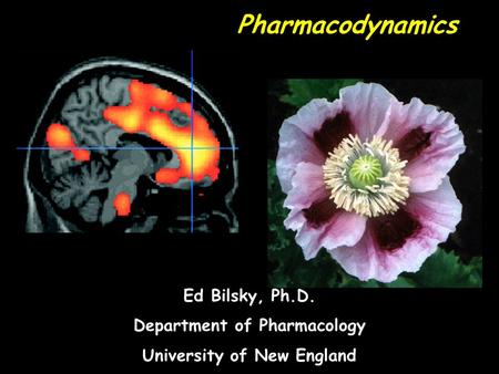 Pharmacodynamics Ed Bilsky, Ph.D. Department of Pharmacology University of New England.