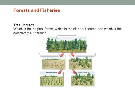 Tree Harvest Which is the original forest, which is the clear-cut forest, and which is the selectively cut forest? Forests and Fisheries.