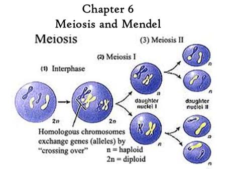 Chapter 6 Meiosis and Mendel. 2 major different groups of cells: Somatic CellsGerm Cells Body cells DNA from these cells not passed on Diploid cells Found.