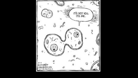 2 3 5 1 6 4 Cell Cycle Page 281 Mitosis and Cell Cycle Show me – starting with G1 With chalk and beads Take your time, label as you go LAB GRADE! 10.