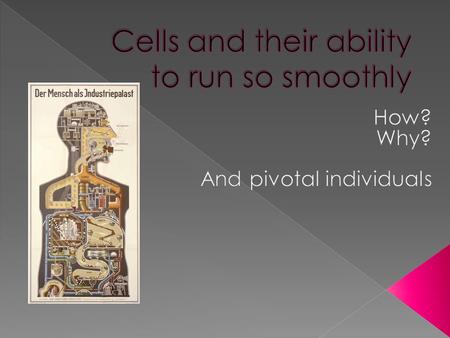  1665 Robert Hooke looked at a slice of cork under a compound microscope and discovered the cork was made up of small “boxes” that he named cells  Cells.