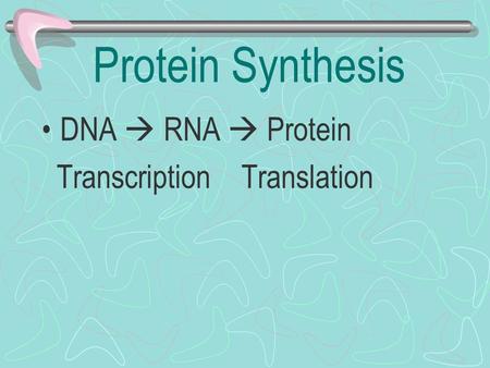 Protein Synthesis DNA  RNA  Protein Transcription Translation.