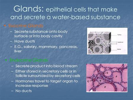 Glands: epithelial cells that make and secrete a water-based substance Exocrine Glands –Secrete substance onto body surface or into body cavity –Have ducts.