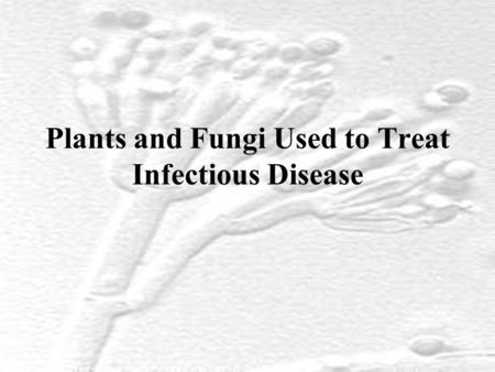 Plants and Fungi Used to Treat Infectious Disease