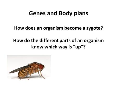 Genes and Body plans How does an organism become a zygote