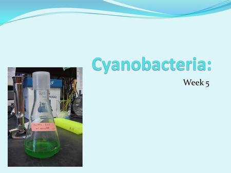 Week 5. 1.Create KaiA and KaiBC biobricks. 2.Transform E. coli with Kai Biobricks to reconstitute KaiC phosphorylation cycle with no reporter attached.