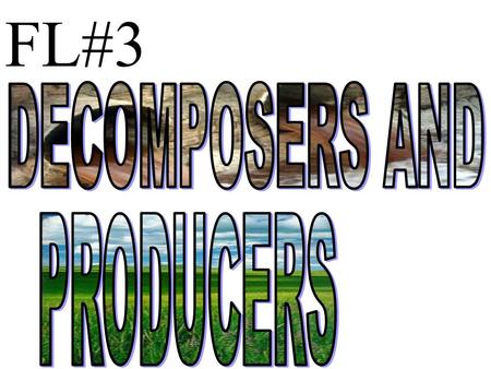 FL#3. Standard 6e = Students know a vital part of an ecosystem is the stability of its producers and decomposers.