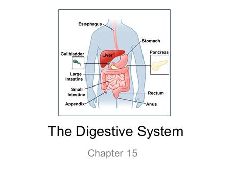 The Digestive System Chapter 15. 15.1 Functions: mechanical and chemical breakdown of food *absorption of nutrients Consists of alimentary canal and accessory.