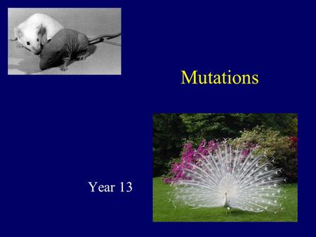 Mutations Year 13. Mutations A mutation is a permanent genetic mistake in a gene or a chromosome. Mutations can occur spontaneously or be induced. Spontaneous.