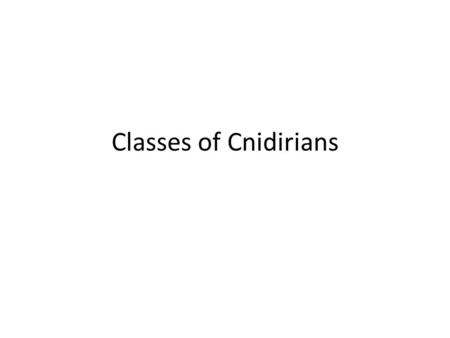 Classes of Cnidirians. 4 Classes - Hydroza (Hydroids) - Scyphozoa (Jellyfish) - Cubozoa (Box Jellyfish) - Anthozoa (Anemones and corals)