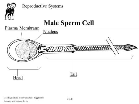 Reproductive Systems Model Agricultural Core Curriculum: Supplement University of California, Davis 243.T 1 Male Sperm Cell Plasma Membrane Nucleus Head.