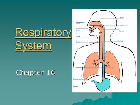 Respiratory System Respiratory System Chapter 16.