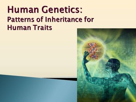  Gene – segment of DNA. Carries genetic information that codes for a trait.  Chromosome - compact packages of DNA. Inside nucleus.  Sperm – male sex.