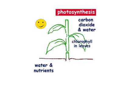 Photosynthesis What do you know about photosynthesis? –What is it?? –Who does it? –Where does it happen? –How does it happen?