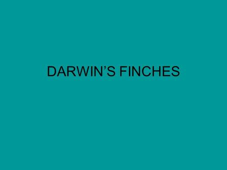 DARWIN’S FINCHES.