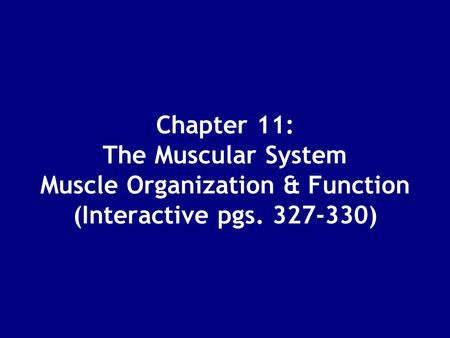 Chapter 11: The Muscular System Muscle Organization & Function (Interactive pgs. 327-330)