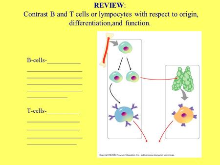 REVIEW: Contrast B and T cells or lympocytes with respect to origin, differentiation,and function. B-cells-___________ __________________ __________________.