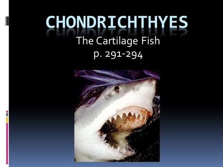 Chondrichthyes The Cartilage Fish p. 291-294.