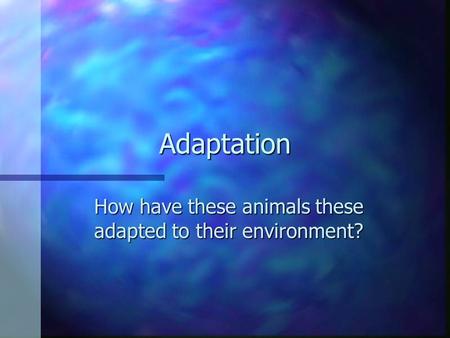 Adaptation How have these animals these adapted to their environment?