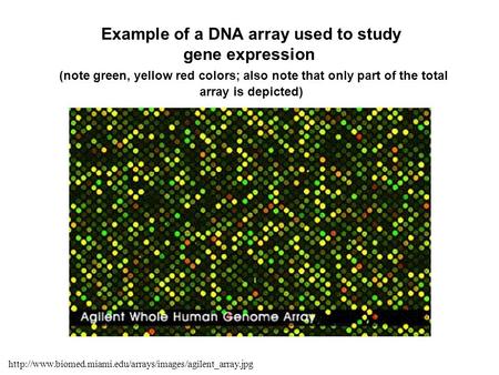 Example of a DNA array used to study gene expression (note green, yellow red colors; also note.