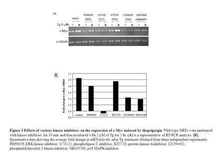 Figure 3 Effects of various kinase inhibitors on the expression of c-Myc induced by thapsigargin Wild-type MEFs were pretreated with kinase inhibitors.