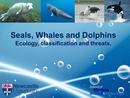 Seals, Whales and Dolphins Ecology, classification and threats.