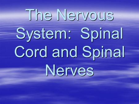 The Nervous System: Spinal Cord and Spinal Nerves.