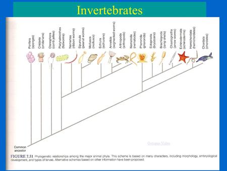 Invertebrates Octopus Video. Phylum Chordata C. Vertebrata Share four chordate characteristics + vertebral column (spine, backbone) Spine encloses and.