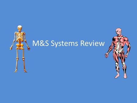 M&S Systems Review. Voluntary Muscles – Under conscious control of the nervous system – Examples: arm and leg muscles Involuntary muscles – Not under.