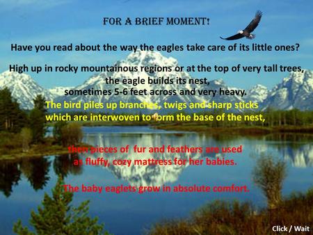 For a brief moment! Have you read about the way the eagles take care of its little ones? High up in rocky mountainous regions or at the top of very tall.