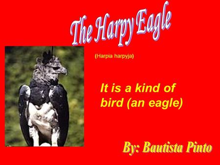 (Harpia harpyja) It is a kind of bird (an eagle)