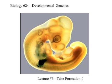 Biology 624 - Developmental Genetics Lecture #6 - Tube Formation I.