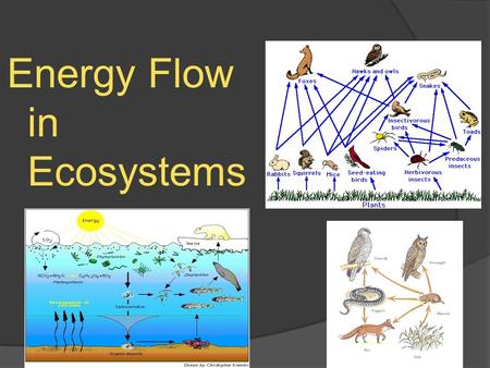 Energy Flow in Ecosystems