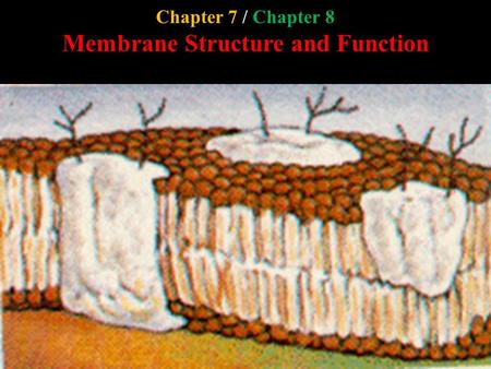 Chapter 7 / Chapter 8 Membrane Structure and Function.