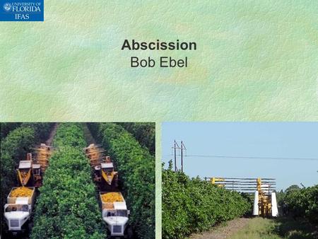 Abscission Bob Ebel. SWEET ORANGE PRODUCTION IN FLORIDA  Total production: 577,000 acres  Mechanically harvested: 35,000 acres ( 7%)  Hand harvested: