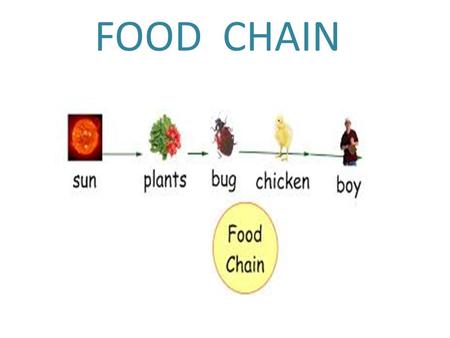 FOOD CHAIN.