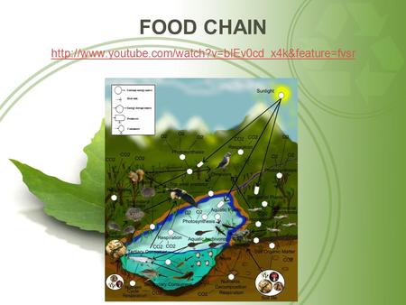 FOOD CHAIN