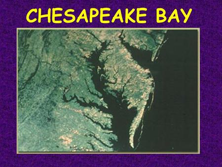 CHESAPEAKE BAY. Chesapeake as an Estuary An estuary is: a semi-enclosed body of water that has a free connection with the seaa semi-enclosed body of water.