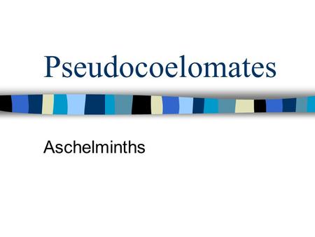 Pseudocoelomates Aschelminths.