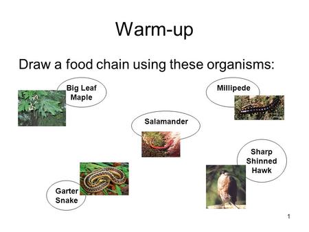 1 Warm-up Draw a food chain using these organisms: Millipede Salamander Garter Snake Sharp Shinned Hawk Big Leaf Maple.