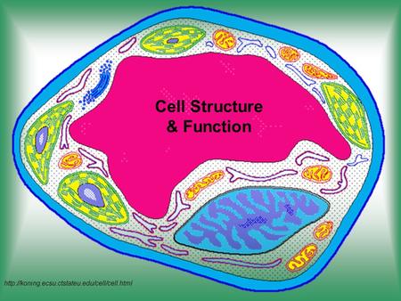 Cell Structure & Function