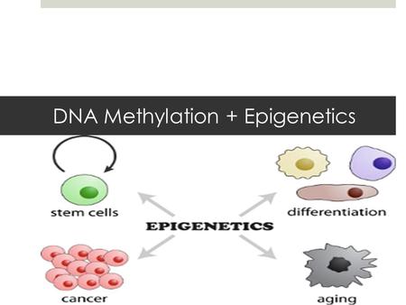 DNA Methylation + Epigenetics