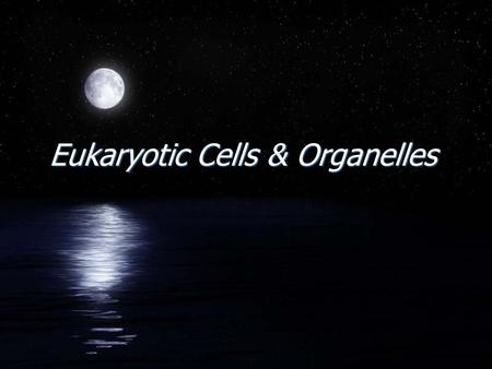 Eukaryotic Cells & Organelles. Eukaryotic Cells FDivided Into Plant Cells & Animal Cells FBoth of these have Organelles: structures that enable the cell.