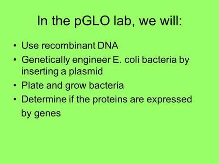 In the pGLO lab, we will: Use recombinant DNA Genetically engineer E. coli bacteria by inserting a plasmid Plate and grow bacteria Determine if the proteins.