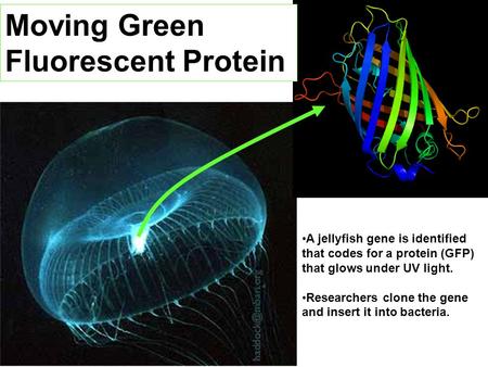 Moving Green Fluorescent Protein